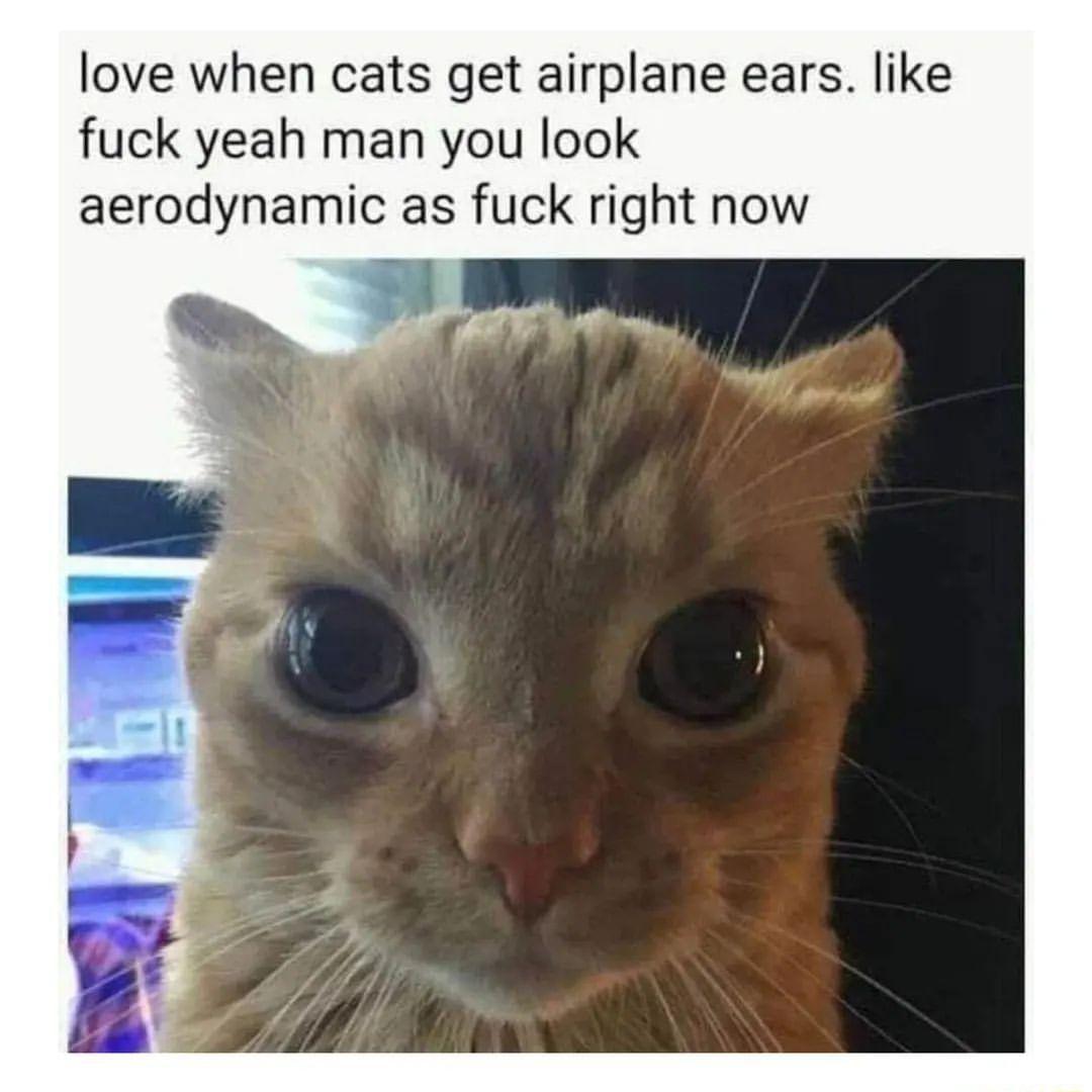 love when cats get airplane ears like fuck yeah man you look aerodynamic as fuck right now