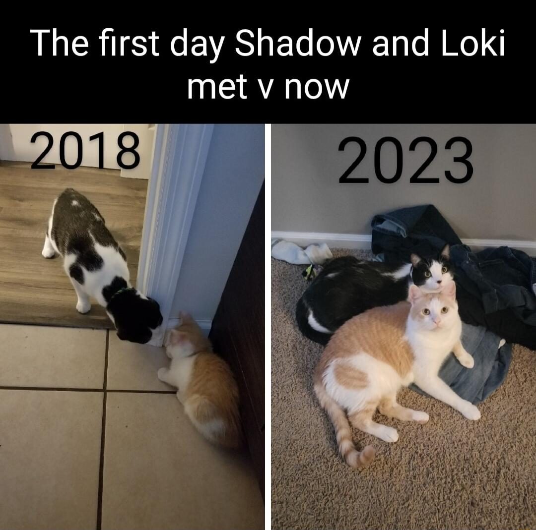 The first day Shadow and Loki met v now L2018 2023