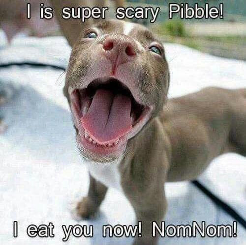 I is super scary Pibble! I eat you now! NomNom!