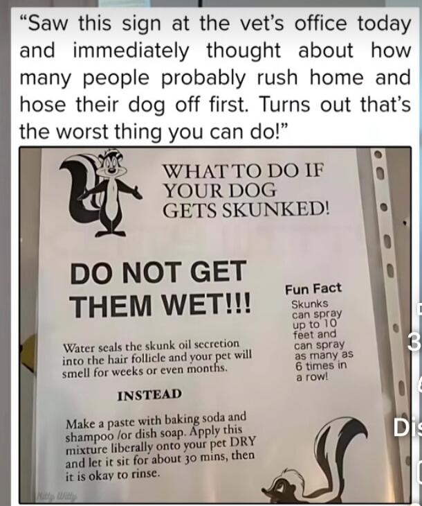 Saw this sign at the vet's office today and immediately thought about how many people probably rush home and hose their dog off first. Turns out that's the worst thing you can do! WHAT TO DO IF YOUR DOG GETS SKUNKED! DO NOT GET THEM WET!!! Water seals the skunk oil secretion into the hair follicle and your pet will smell for weeks or even months. I