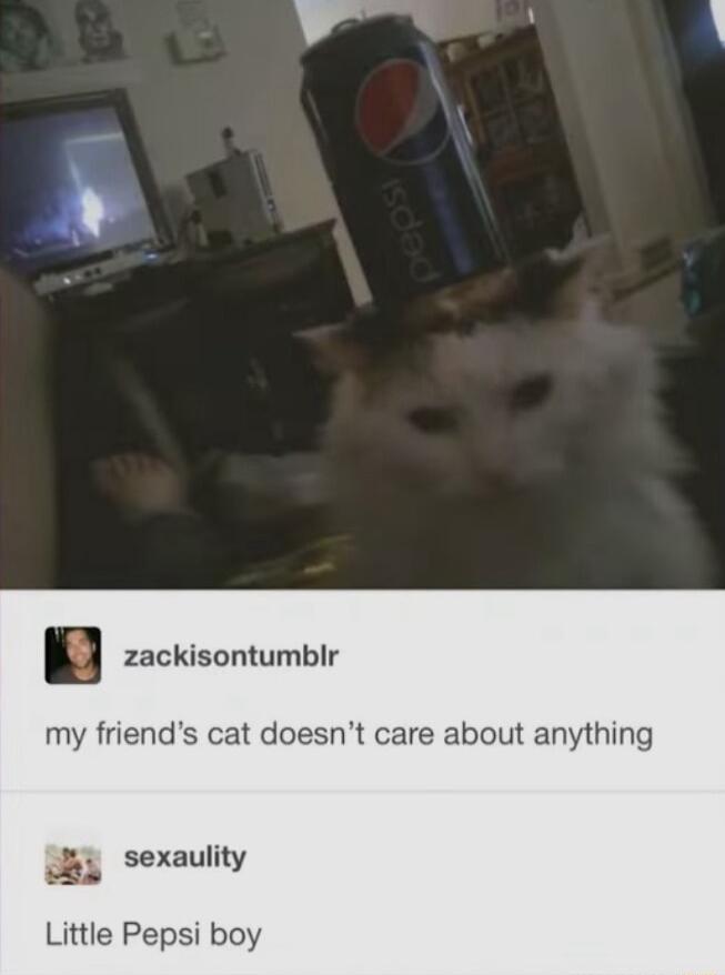 n zackisontumblr y friends cat doesnt care about anything 4 sexaulity Little Pepsi boy