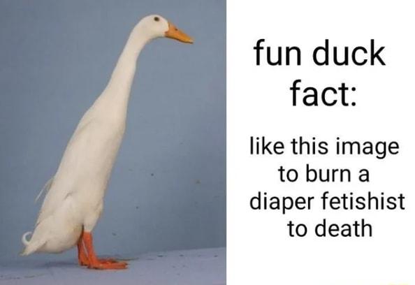 fun duck fact like this image toburna diaper fetishist to death