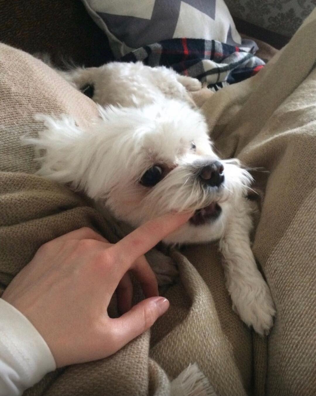 A small white fluffy dog is lying on a cozy blanket. A human hand is gently touching the dog's snout with a finger, and the dog appears to be playfully mouthing the finger.