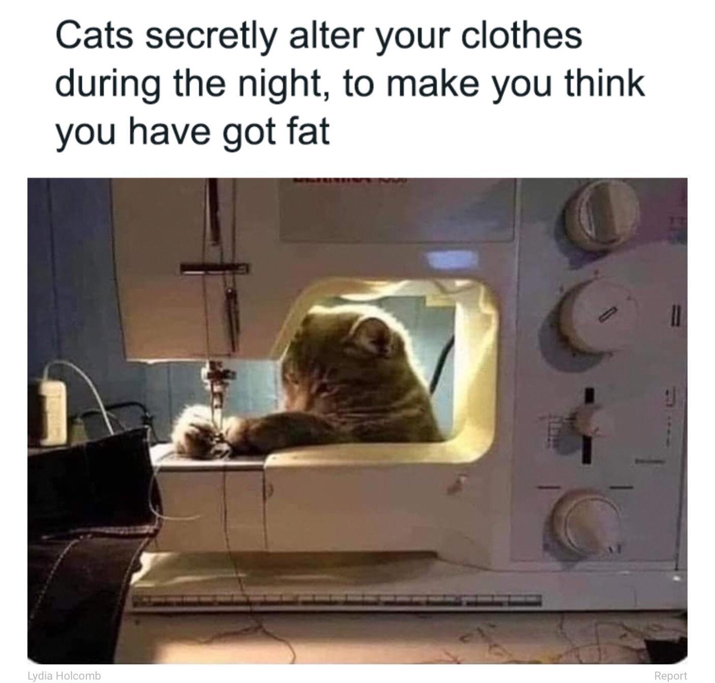 Cats secretly alter your clothes during the night to make you think you have got fat