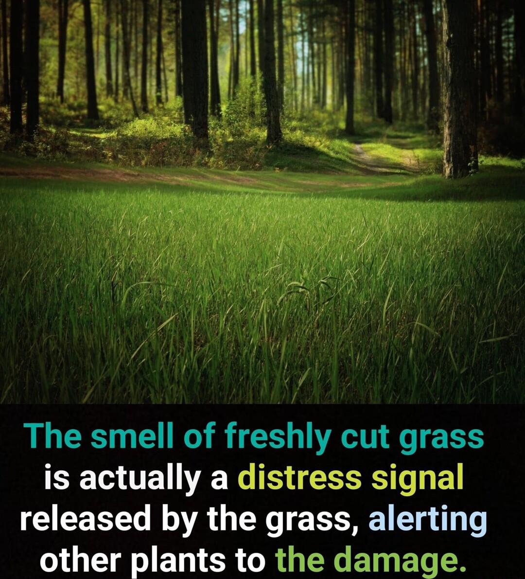 The smell of freshly cut grass T ENE a released by the grass alerting A EL CR G U