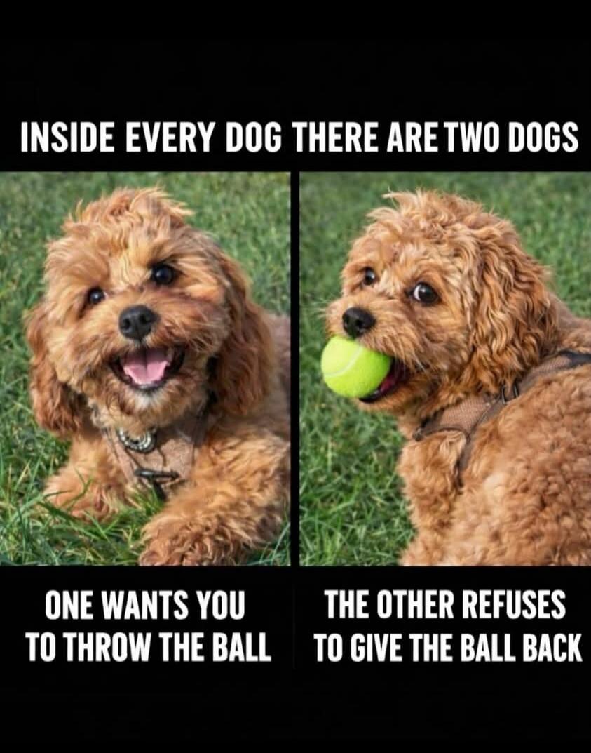 INSIDE EVERY DOG THERE ARE TWO DOGS ONE WANTS YOU TO THROW THE BALL THE OTHER REFUSES TO GIVE THE BALL BACK