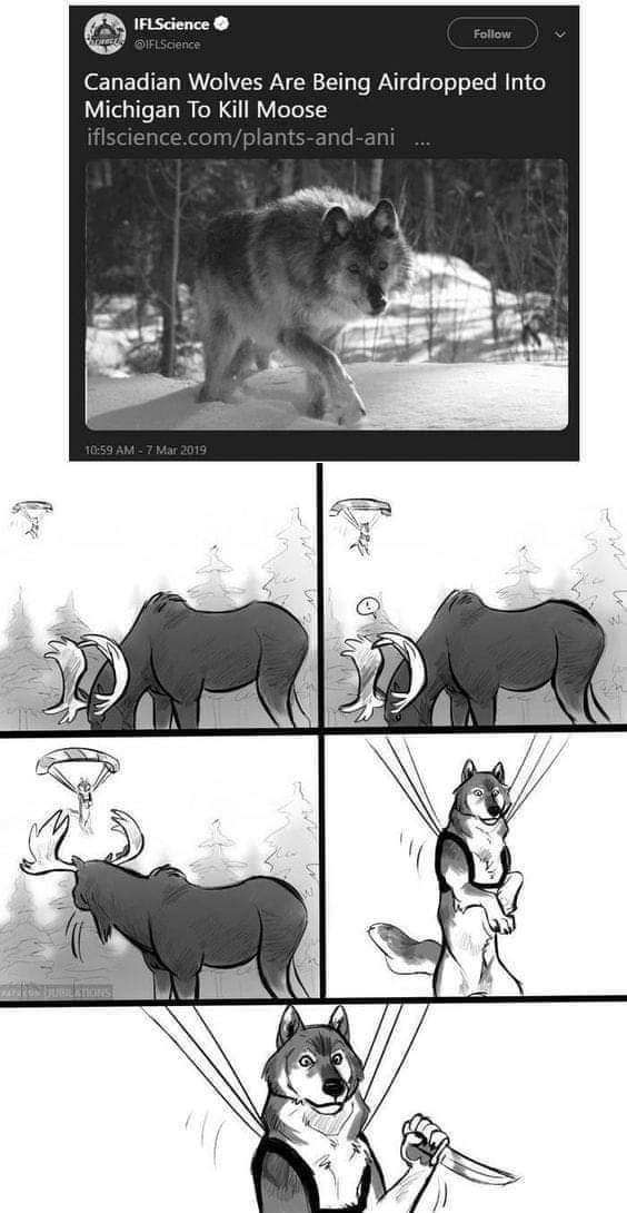 IFLScience T3 ETo WY o WZERAN TTTy Te X1 o e oo ITe Mg o Michigan To Kill Moose