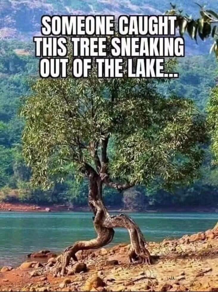 SOMEONE CAUGHT THIS TREE SNEAKING OUT OF THE LAKE...