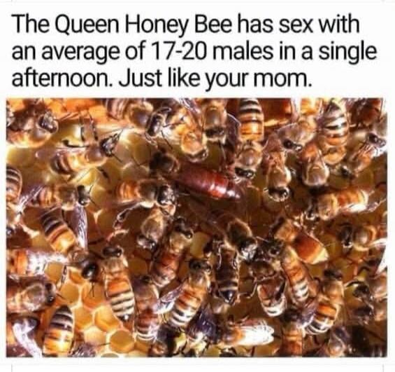 The Queen Honey Bee has sex with an average of 17-20 males in a single afternoon. Just like your mom.