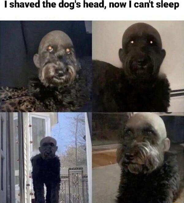 shaved the dogs head now cant sleep