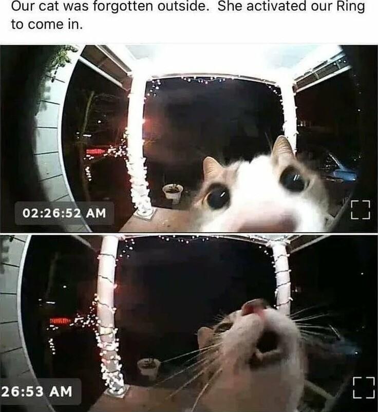 Our cat was forgotten outside to come in i e 2653 AM