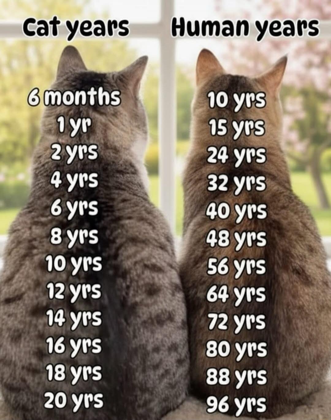 Cat years 6 months 1 yr 2 yrs 4 yrs 6 yrs 8 yrs 10 yrs 12 yrs 14 yrs 16 yrs 18 yrs 20 yrs Human years 10 yrs 15 yrs 24 yrs 32 yrs 40 yrs 48 yrs 56 yrs 64 yrs 72 yrs 80 yrs 88 yrs 96 yrs