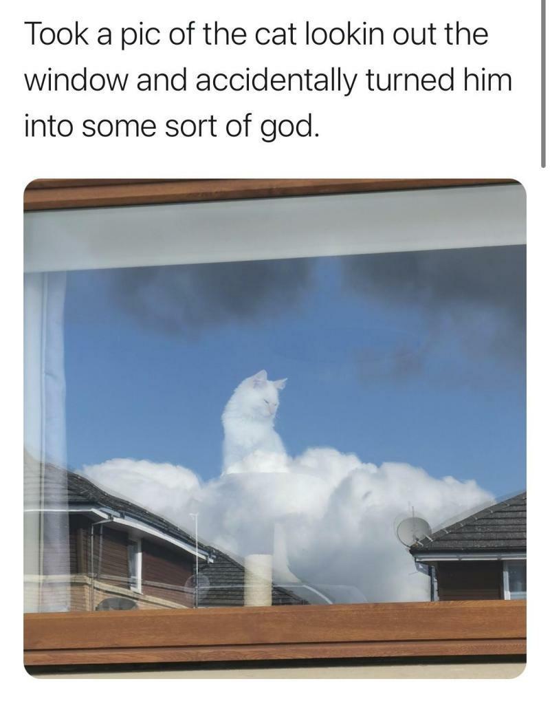 Took a pic of the cat lookin out the window and accidentally turned him into some sort of god