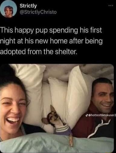 W Strictly StrictlyChristo This happy pup spending his first night at his new home after being adopted from the shelter hottesttiktokuser