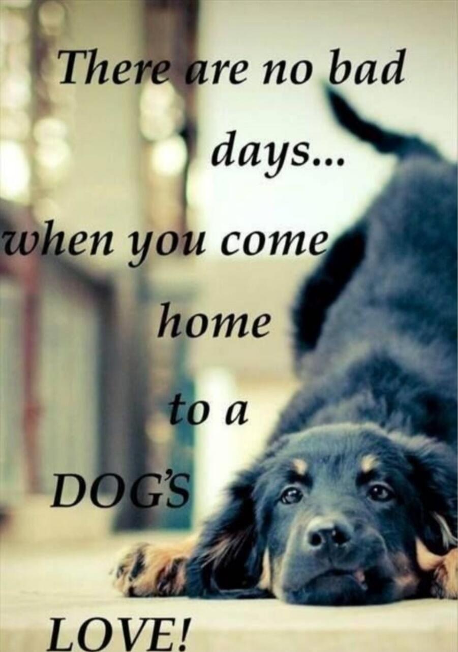 There are no bad days... when you come home to a DOG'S LOVE!