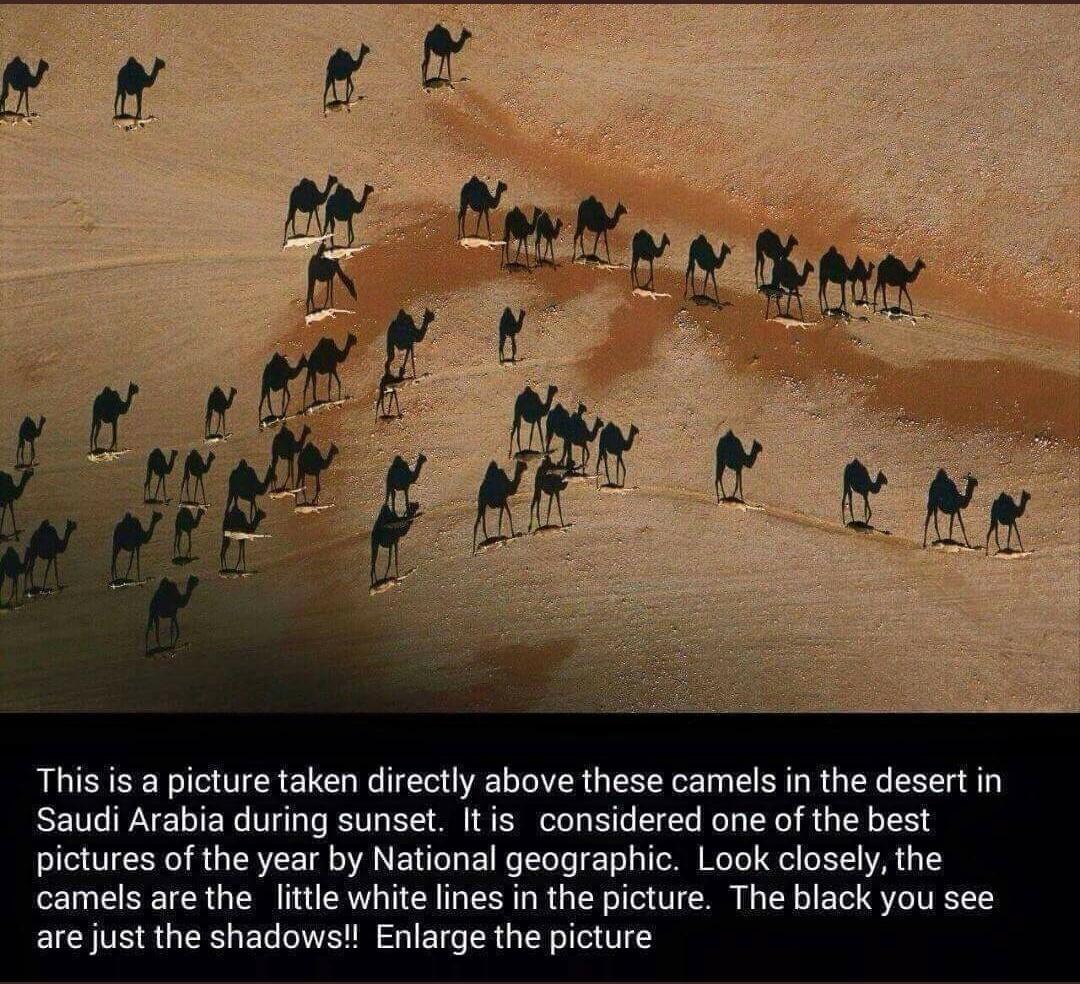 This is a picture taken directly above these camels in the desert in Saudi Arabia during sunset Itis considered one of the best I VN R RVl R NE L a 1 o TeTo 211 oHN WoTol ol E1T VAR 1 camels are the little white lines in the picture The black you see EICHIVS IR ETe NV G E e TR LR ol o V