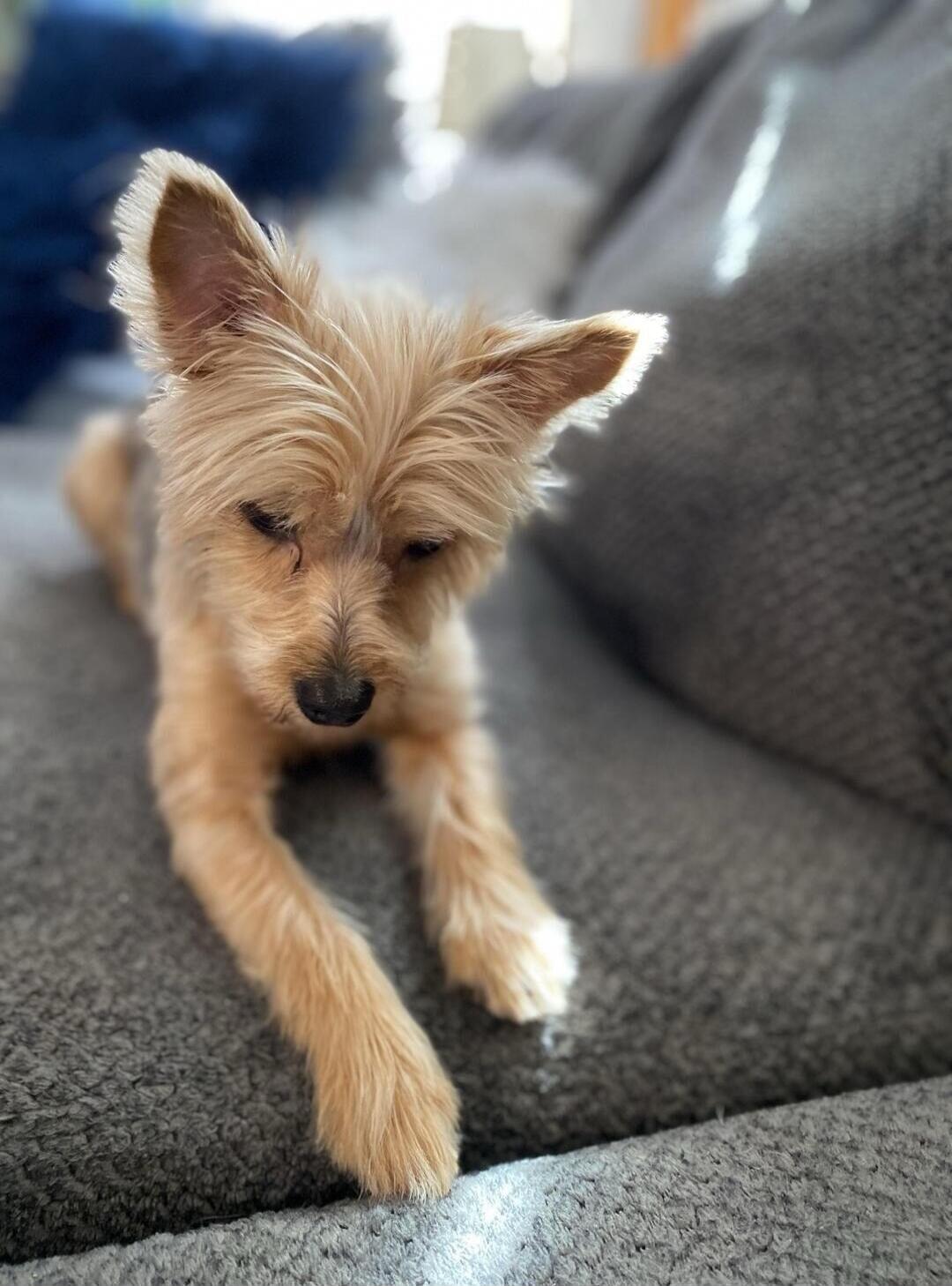 A small scruffy brown puppy lounging on a gray couch.