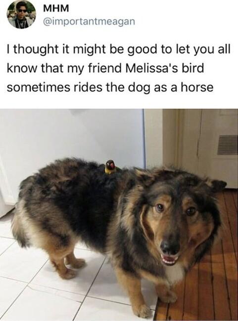 MHM P importantmeagan thought it might be good to let you all know that my friend Melissas bird sometimes rides the dog as a horse