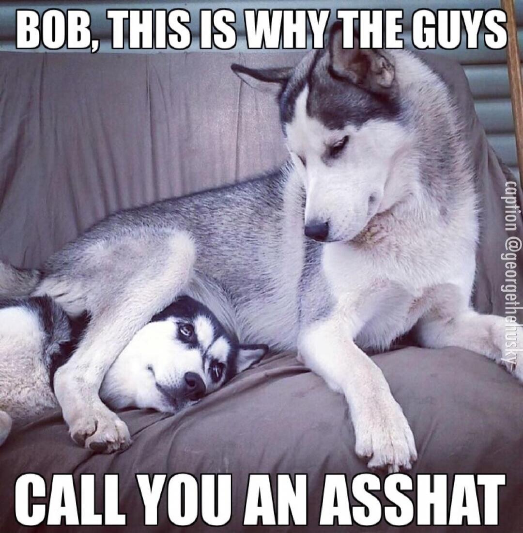 BOB, THIS IS WHY THE GUYS CALL YOU AN ASSHAT. caption @georgethehusky