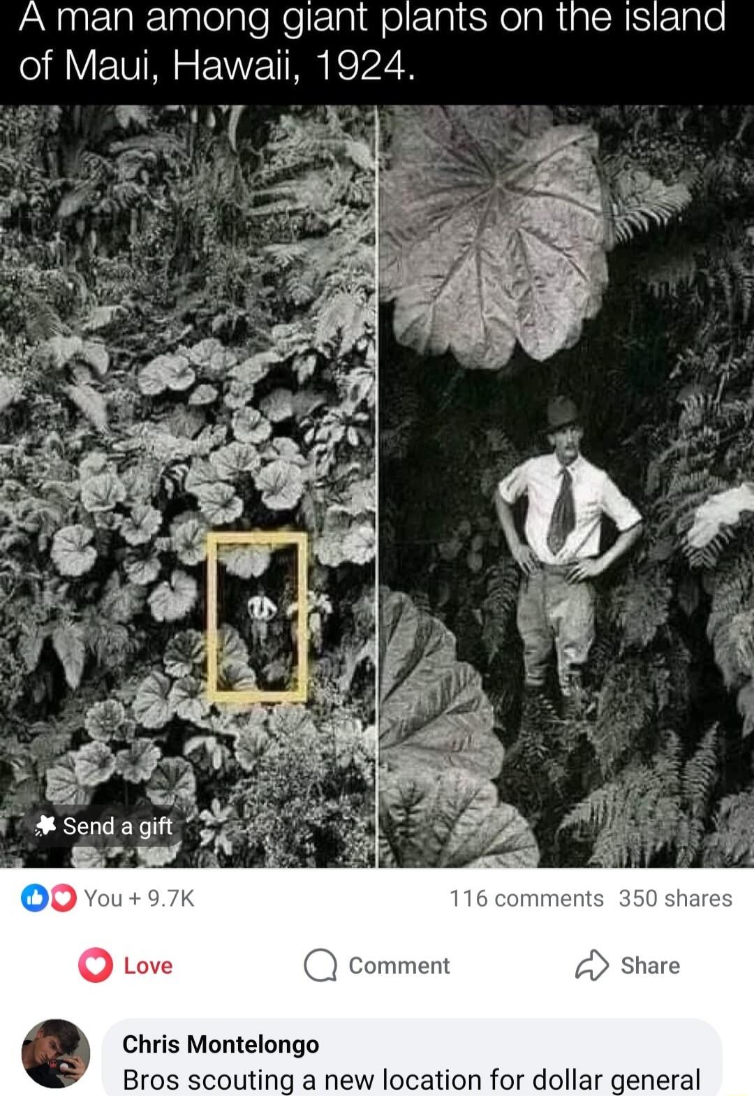 A man among giant plants on the island of Maui, Hawaii, 1924.