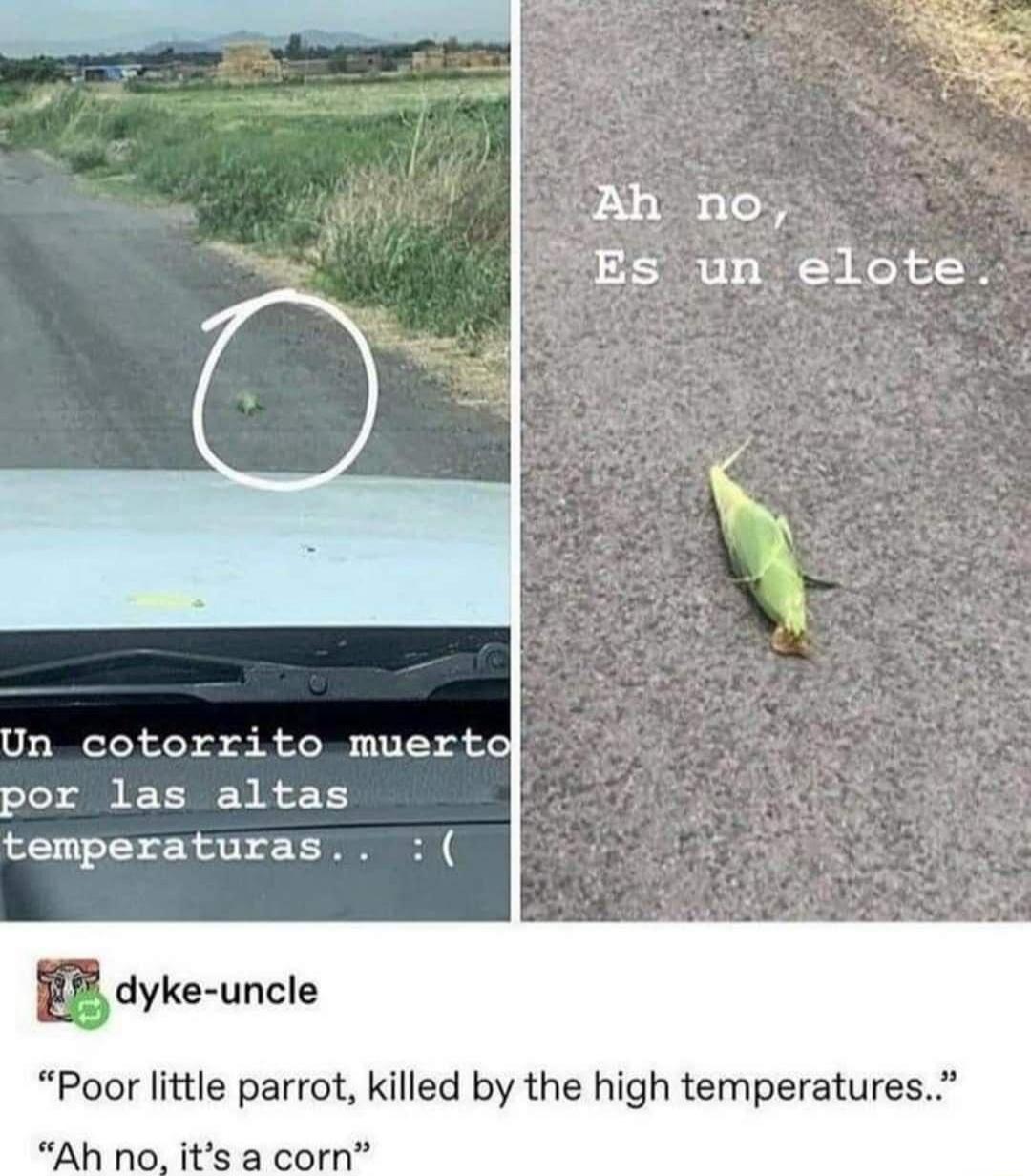 Hex Es un_ elote Un cotorrito muerto por las altas temperaturas deka uncle Poor little parrot killed by the high temperatures Ah no its a corn