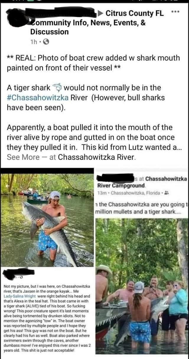 Citrus County FL ommunity Info News Events Discussion 1h Q REAL Photo of boat crew added w shark mouth painted on front of their vessel A tiger shark would not normally be in the Chassahowitzka River However bull sharks have been seen Apparently a boat pulled it into the mouth of the river alive by rope and gutted in on the boat once they they pulled it in This kid from Lutz wanted a See More at C