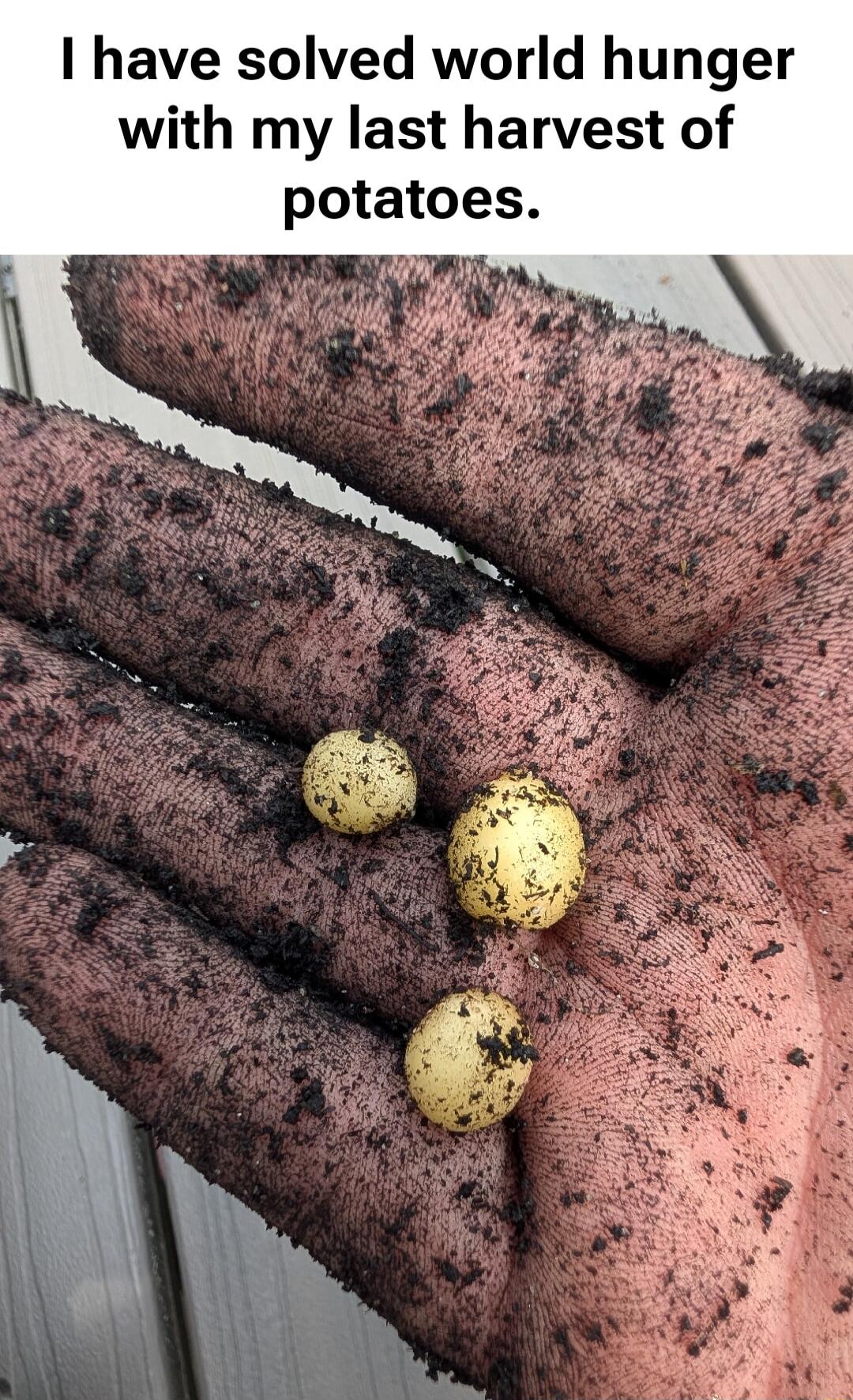 I have solved world hunger with my last harvest of potatoes.