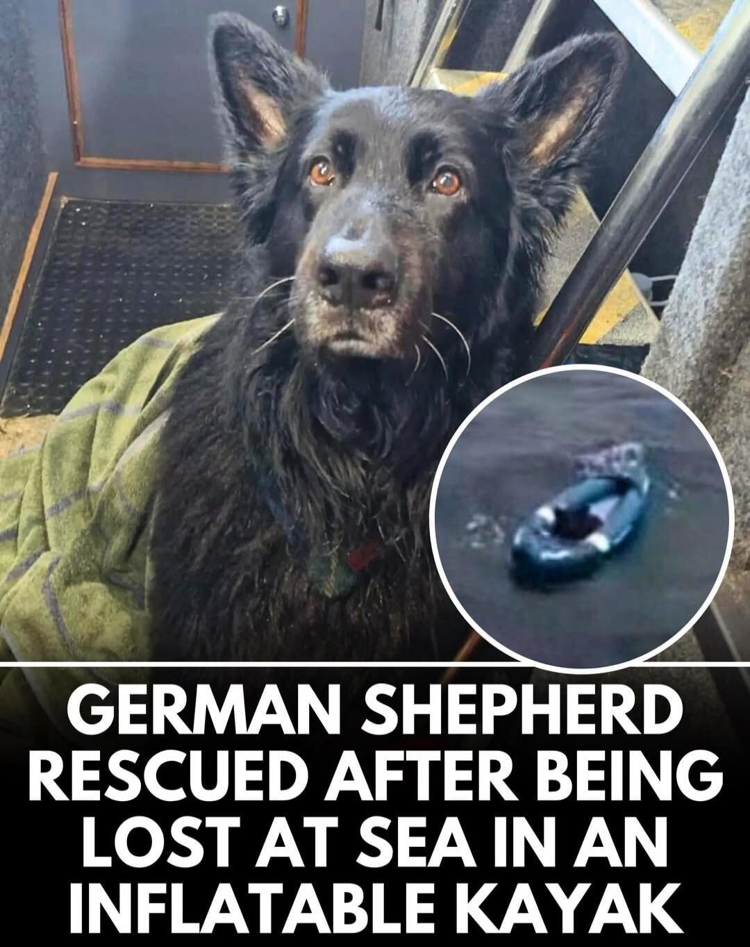 GERMAN SHEPHERD RESCUED AFTER BEING LOST AT SEA IN AN INFLATABLE KAYAK