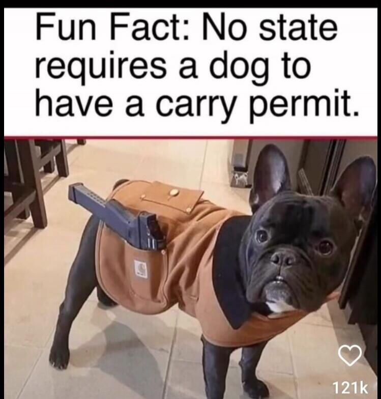 Fun Fact: No state requires a dog to have a carry permit.
