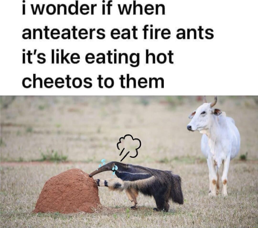 1wonder if when anteaters eat fire ants its like eating hot cheetos to them