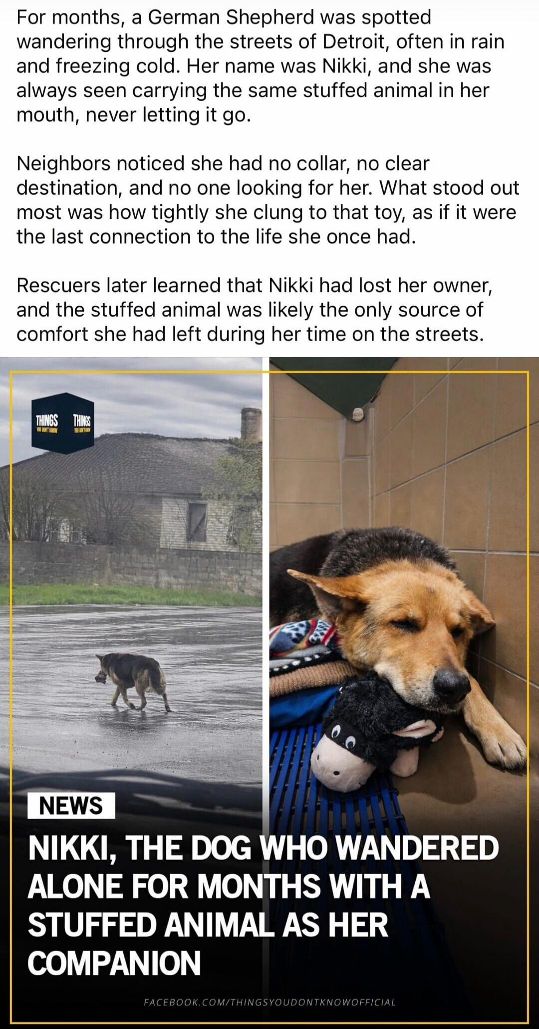 For months, a German Shepherd was spotted wandering through the streets of Detroit, often in rain and freezing cold. Her name was Nikki, and she was always seen carrying the same stuffed animal in her mouth, never letting it go.

Neighbors noticed she had no collar, no clear destination, and no one looking for her. What stood out most was how she t