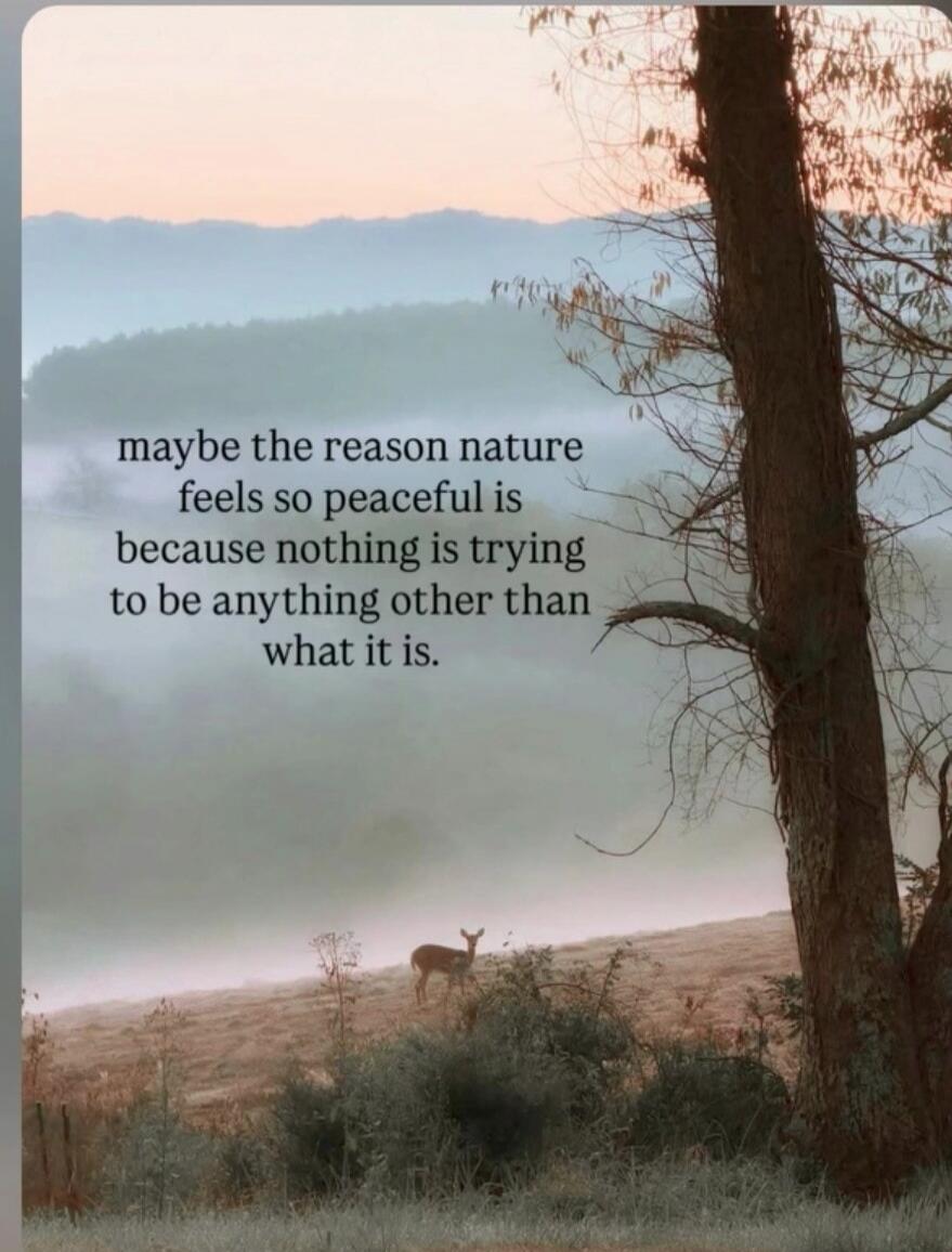 maybe the reason nature feels so peaceful is because nothing is trying to be anything other than what it is.