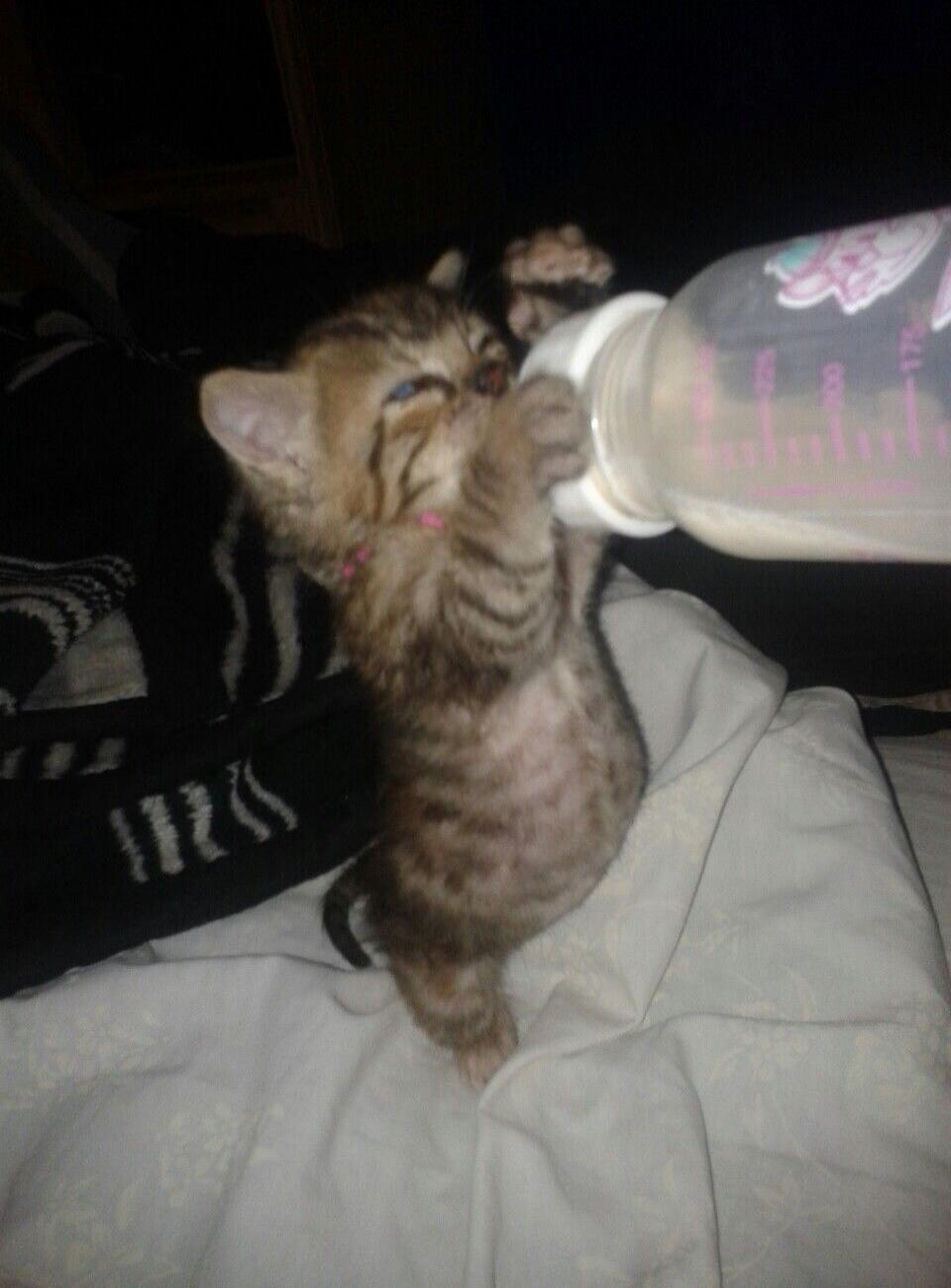 A small tabby kitten with blue eyes is being bottle-fed, holding onto the bottle with its paws. It appears to be eagerly drinking milk.
