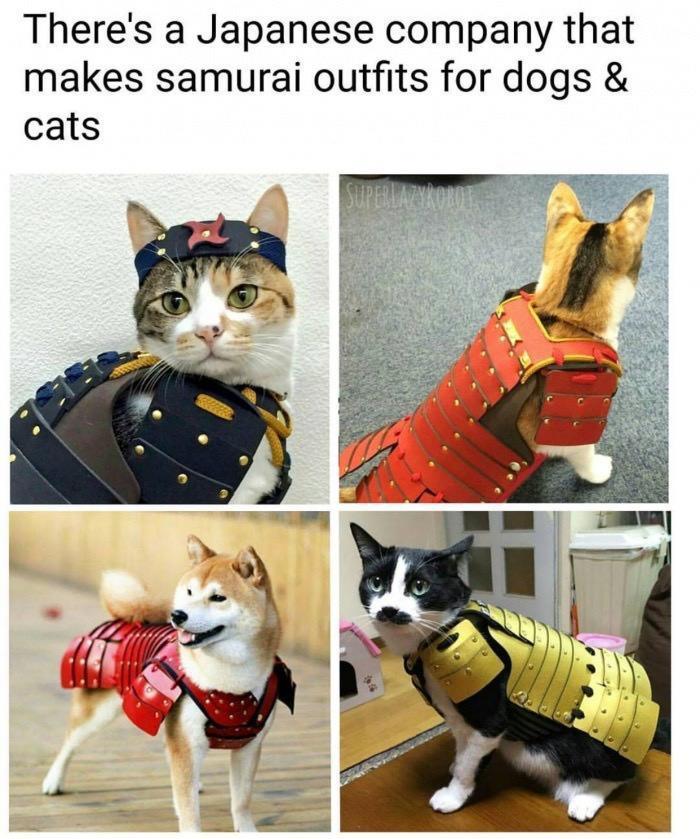 Theres a Japanese company that makes samurai outfits for dogs cats