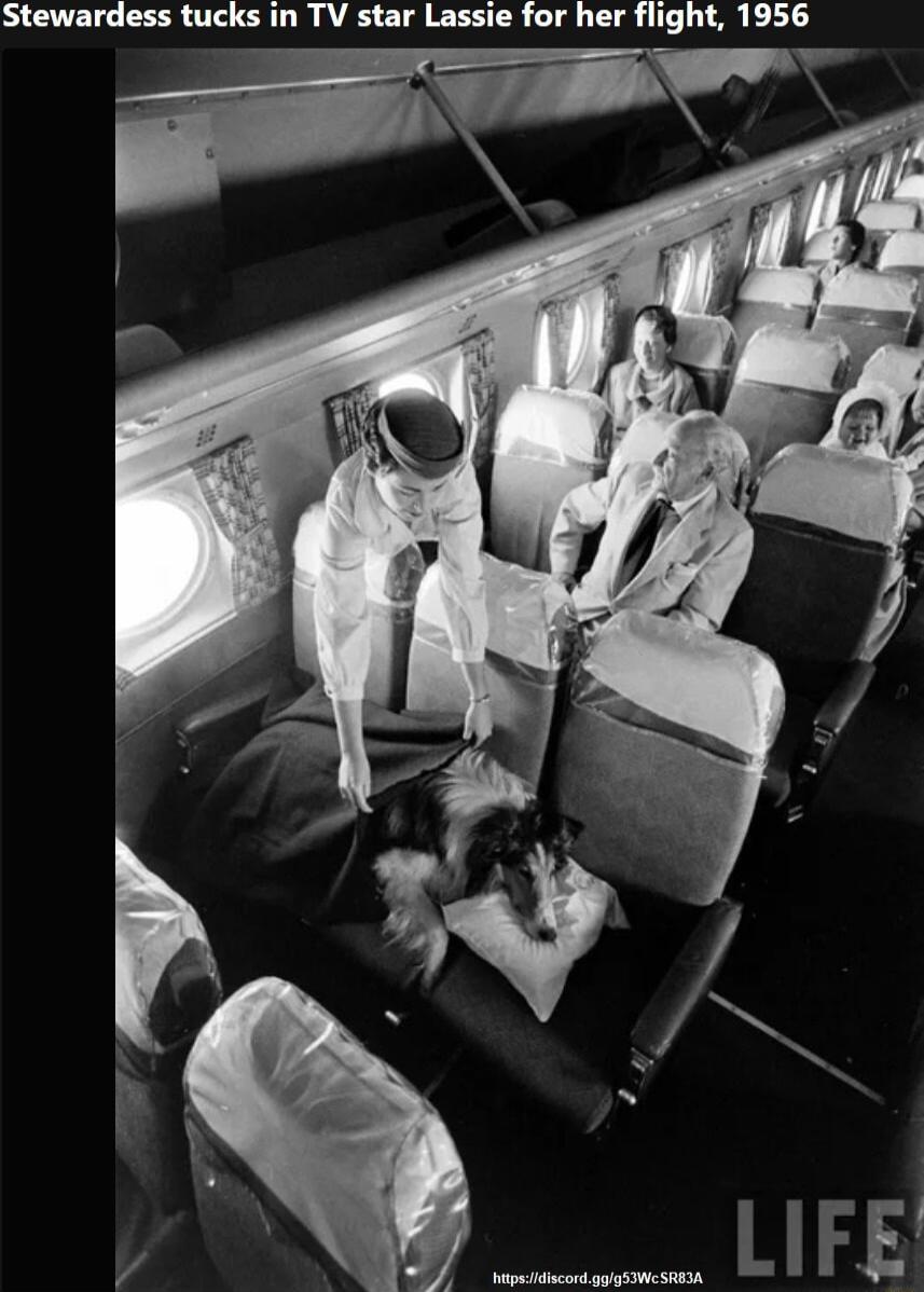 Stewardess tucks in TV star Lassie for her flight 1956