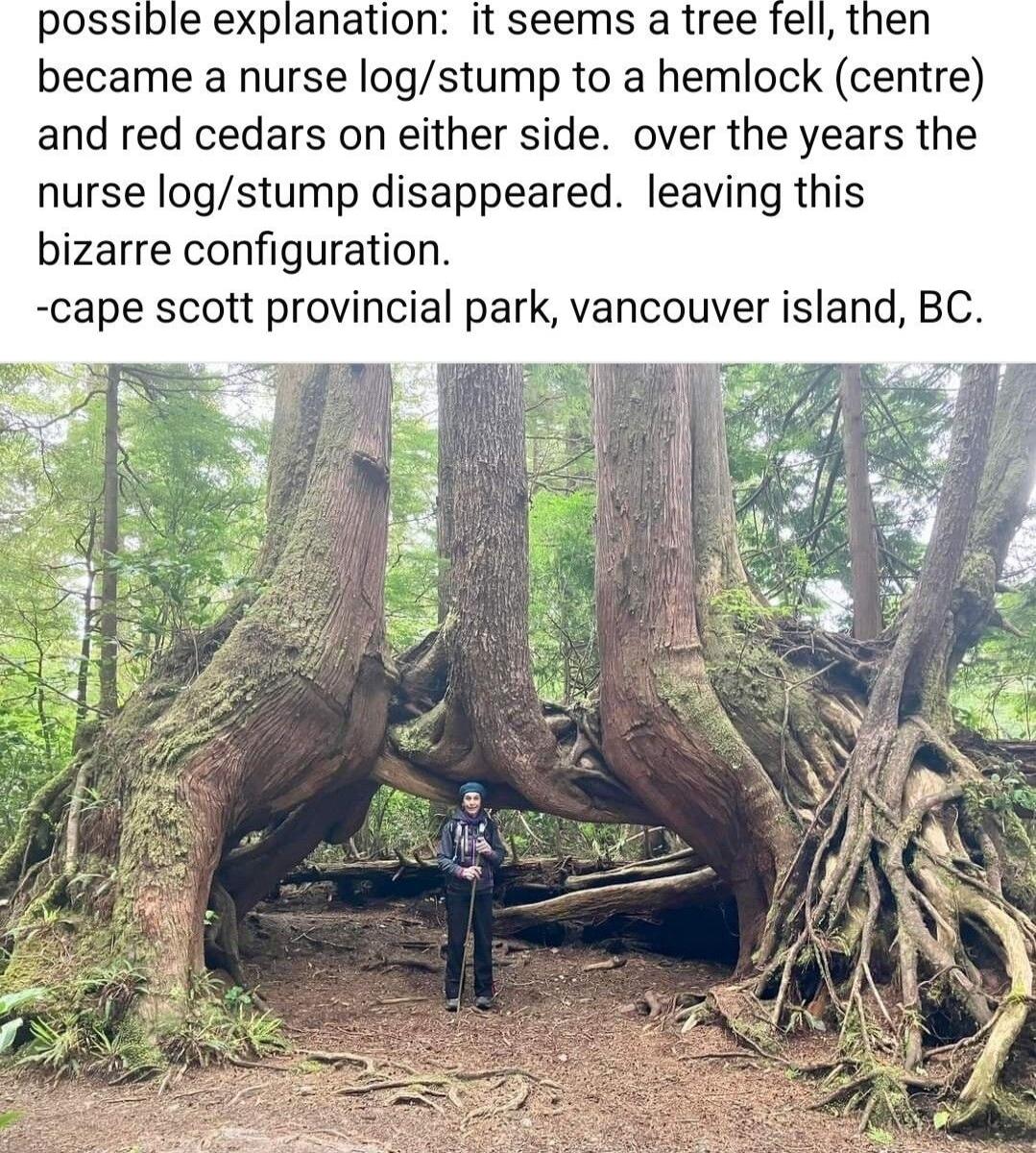 possible explanation it seems a tree fell then became a nurse logstump to a hemlock centre and red cedars on either side over the years the nurse logstump disappeared leaving this bizarre configuration cape scott provincial park vancouver island BC