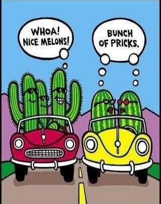 WHOA! NICE MELONS!
BUNCH OF PRICKS.