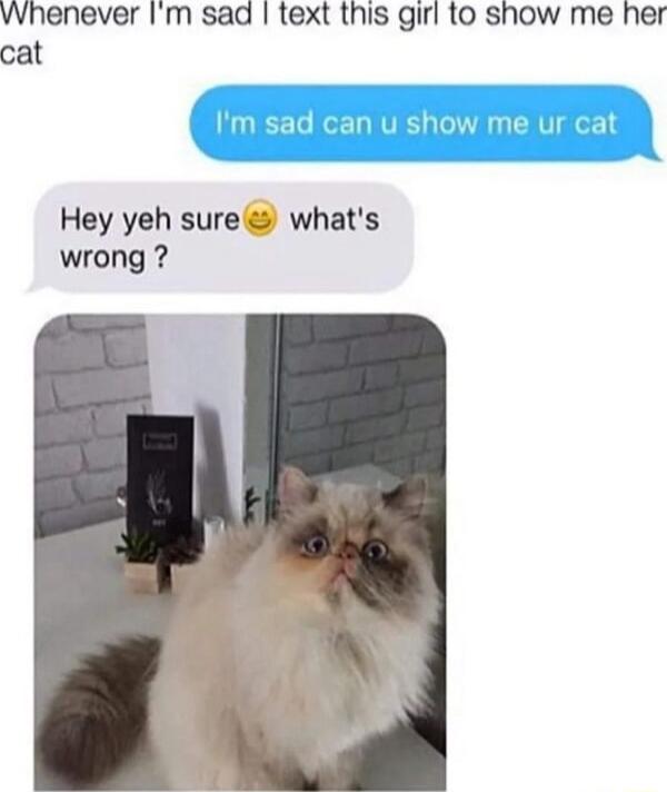 Wwhenever Im sad text this girl to show me her cat Hey yeh sure whats wrong