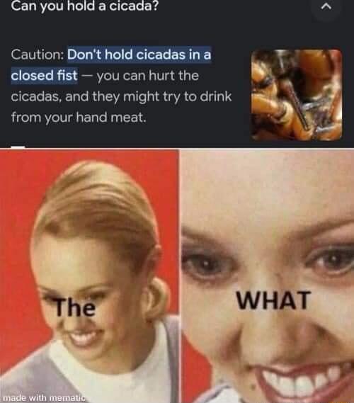 Can you hold a cicada Caution Dont hold cicadas in a h closed fist you can hurt the L icadas and they might i cicadas and they might try to drink e j from your hand meat L 4