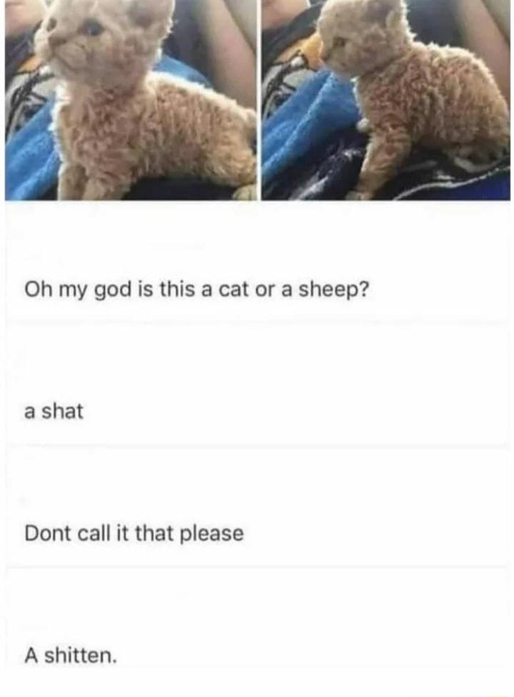 Oh my god is this a cat or a sheep ashat Dont call it that please A shitten