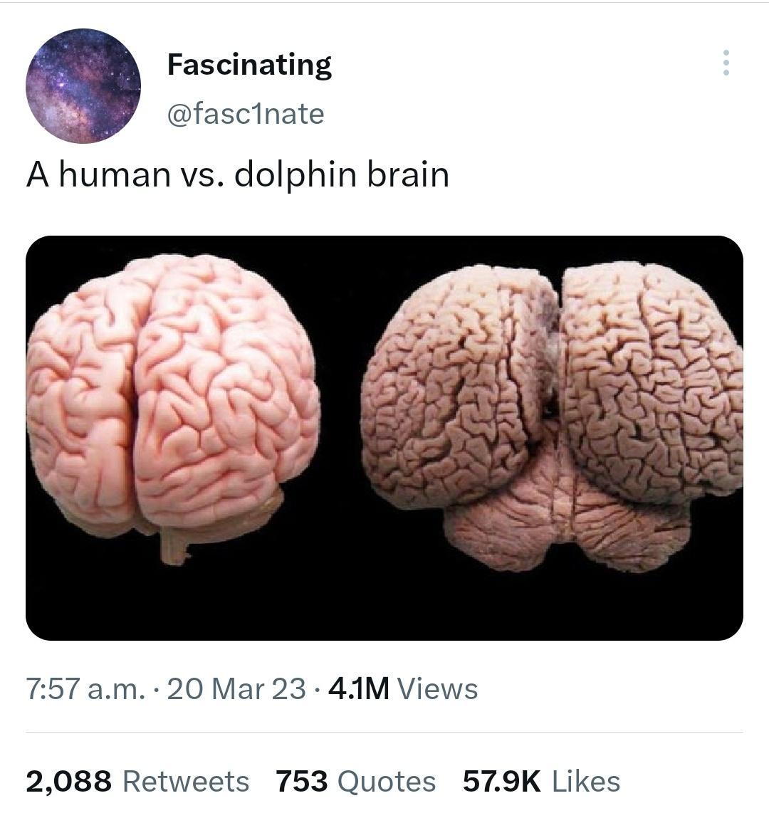 Fascinating fascinate A human vs dolphin brain 757 57 am 20 Mar 23 41M Views 2088 Retweets 753 Quotes 579K Likes