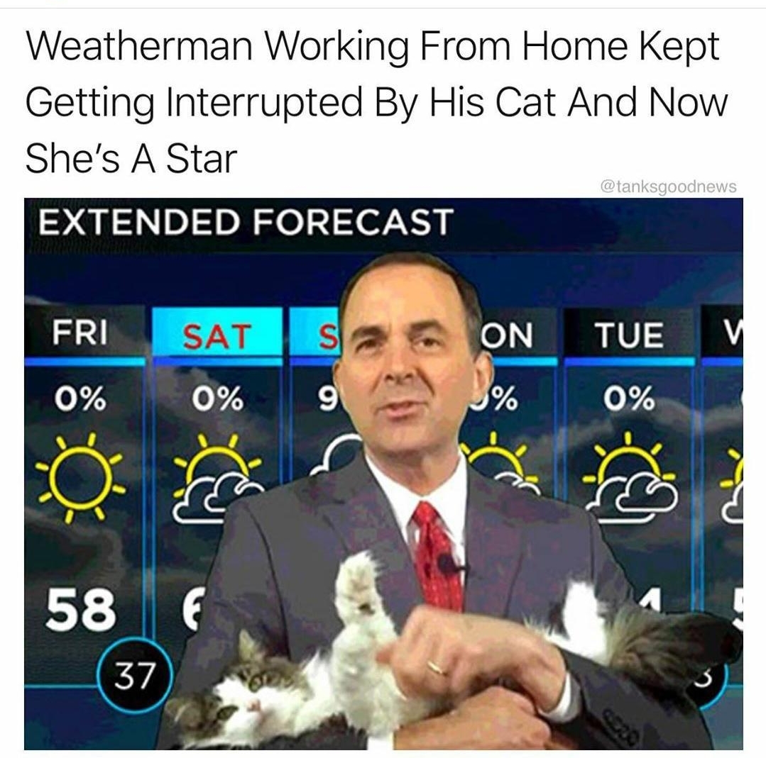Weatherman Working From Home Kept Getting Interrupted By His Cat And Now Shes A Star EXTENDED FORECAST e I 0 0 73 9