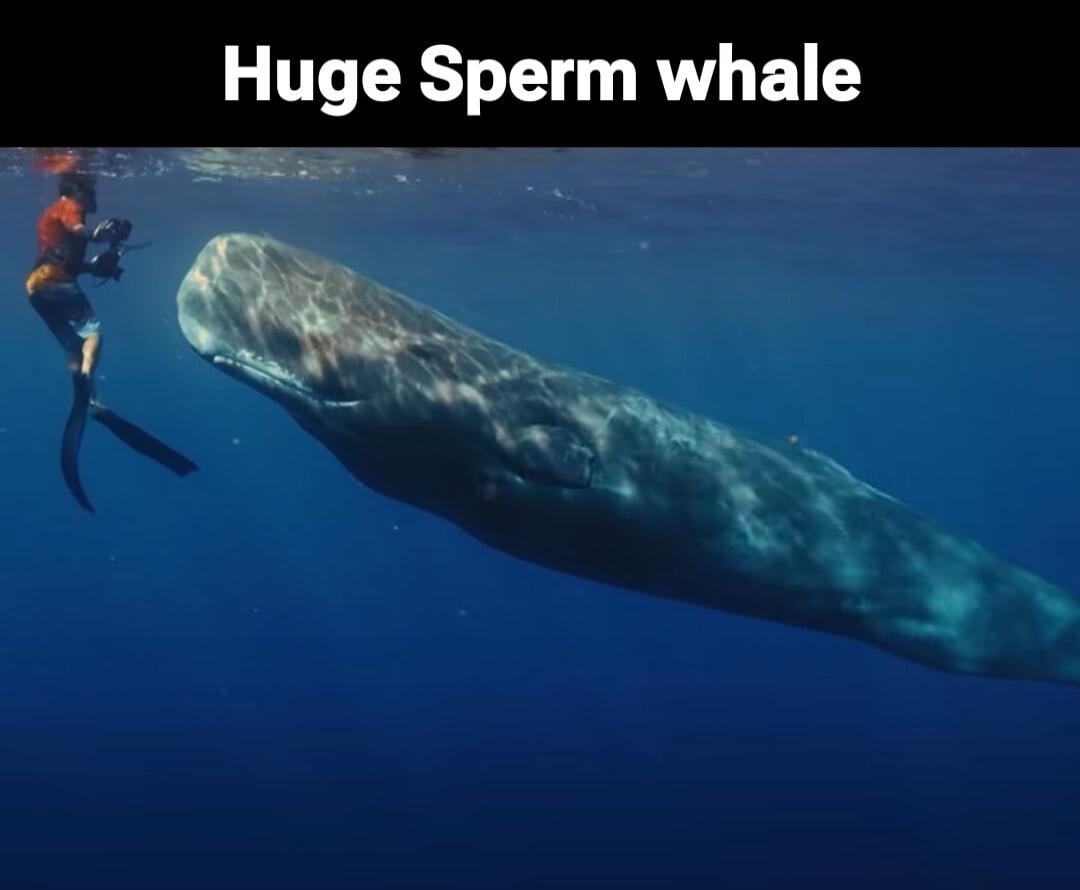 Huge Sperm whale