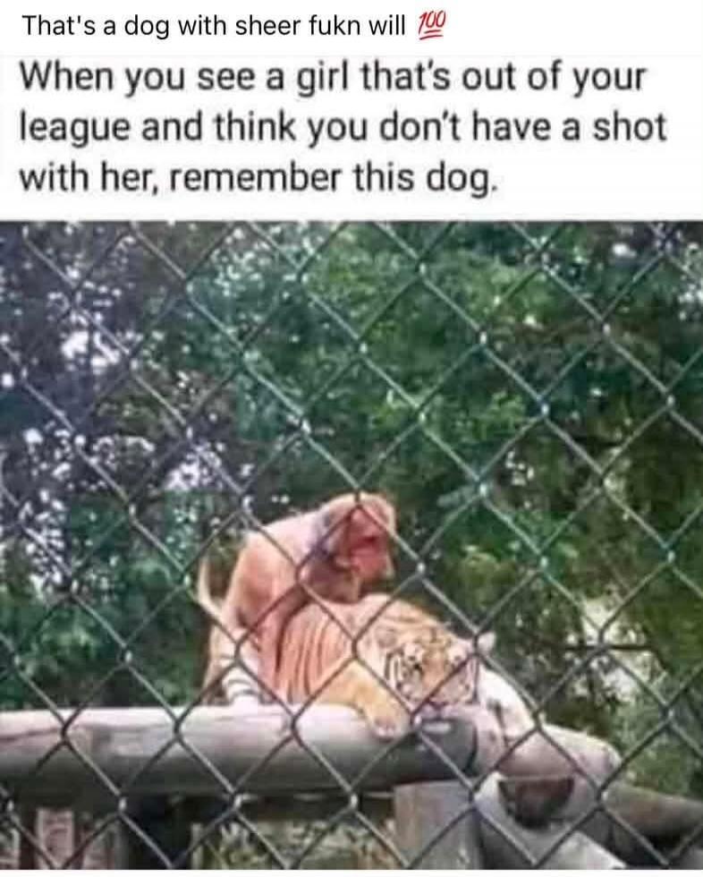 That's a dog with sheer fukn will 💯 When you see a girl that's out of your league and think you don't have a shot with her, remember this dog.