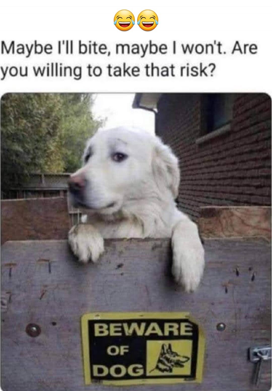 😂😂 Maybe I'll bite, maybe I won't. Are you willing to take that risk?