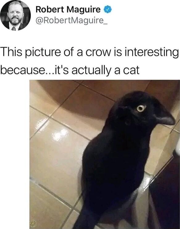 Robert Maguire RobertMaguire a This picture of a crow is interesting becauseits actually a cat