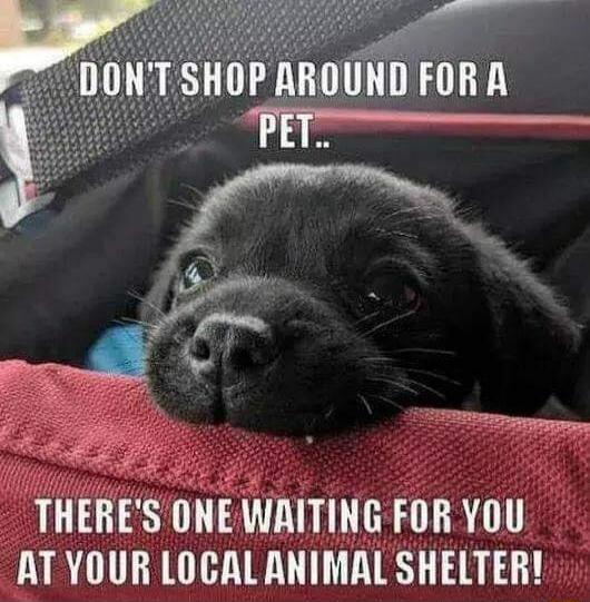 NEWRITING FOR YOU ATYOUR LOCAL ANIMAL SHELTER