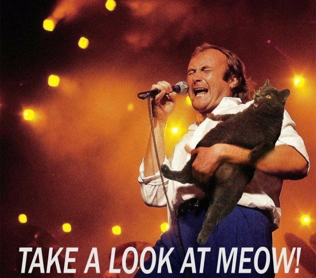 TAKE A LOOK AT MEOW!