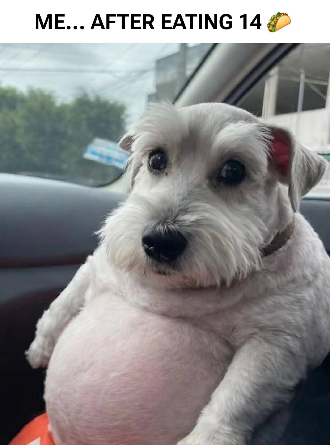 ME... AFTER EATING 14 🌮