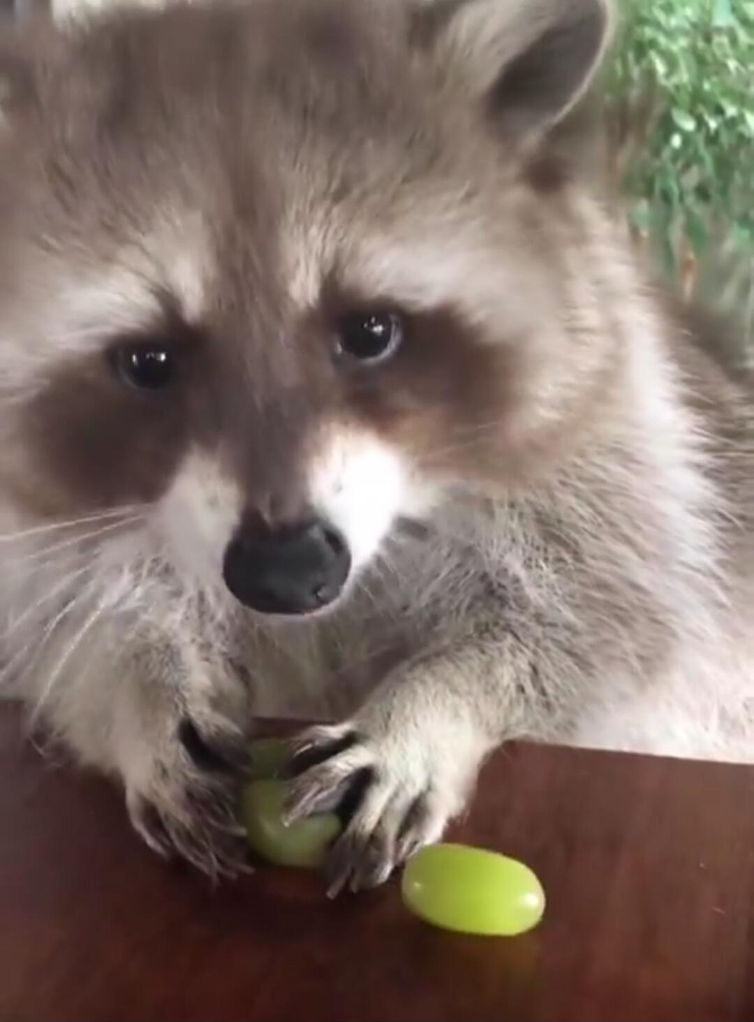 Raccoon with a small green grape on a table, looking at the camera.